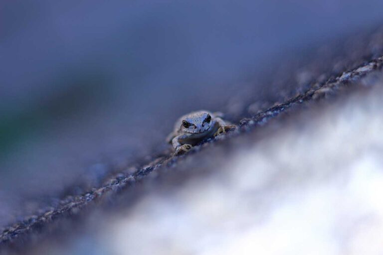 カエルクライミングの写真素材