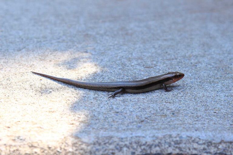 日陰を求めるトカゲの写真素材