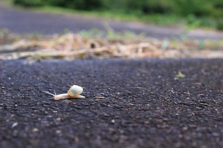 雨上がりを歩くカタツムリの写真素材