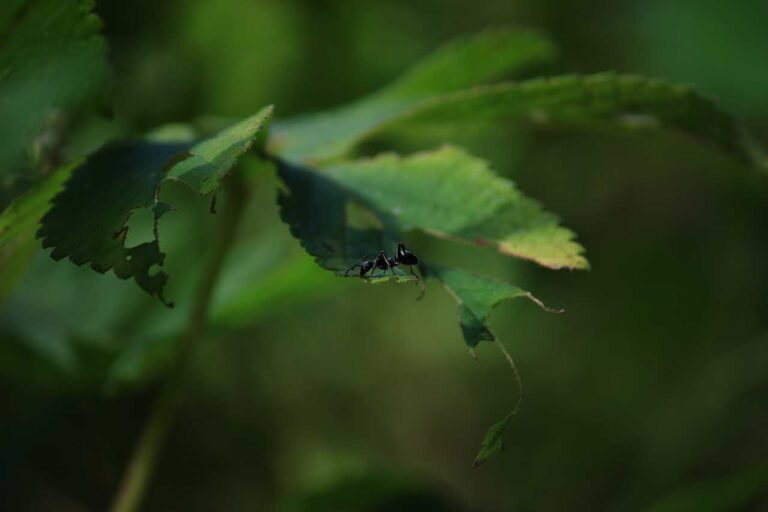 葉をついばむアリの写真素材