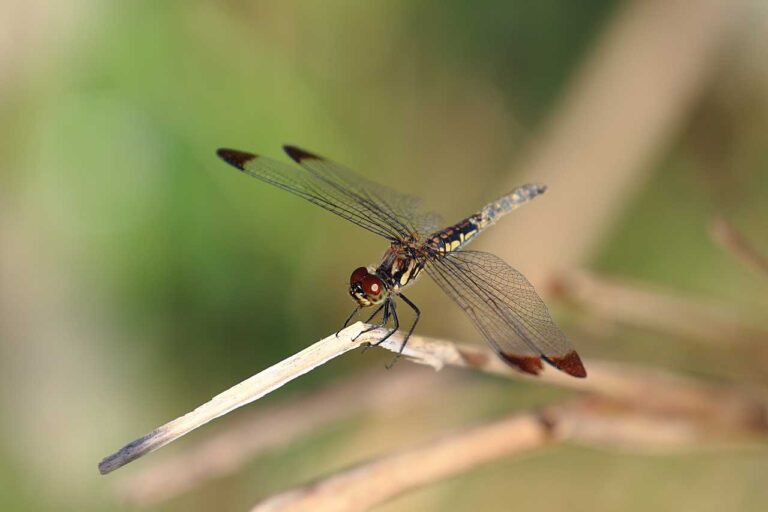 トンボがとまる枯草の写真素材