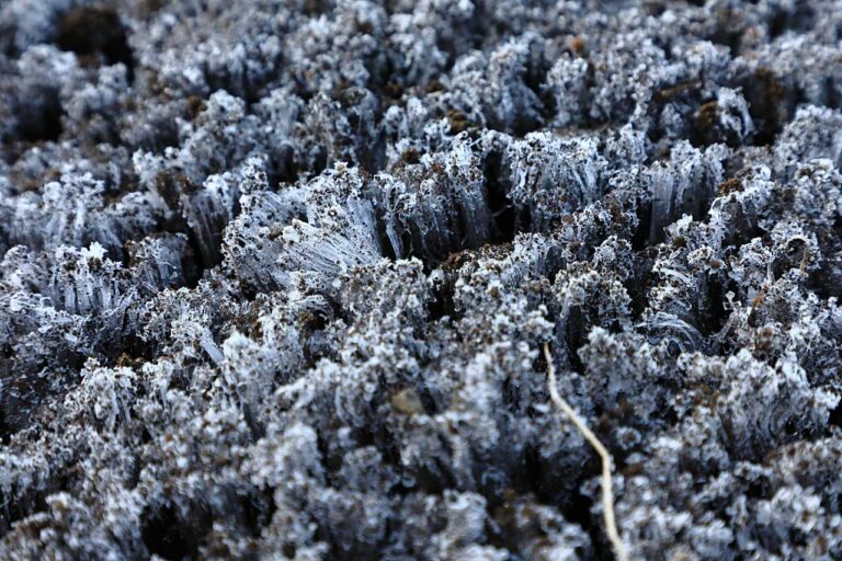 凍てつく土地の霜柱の写真素材