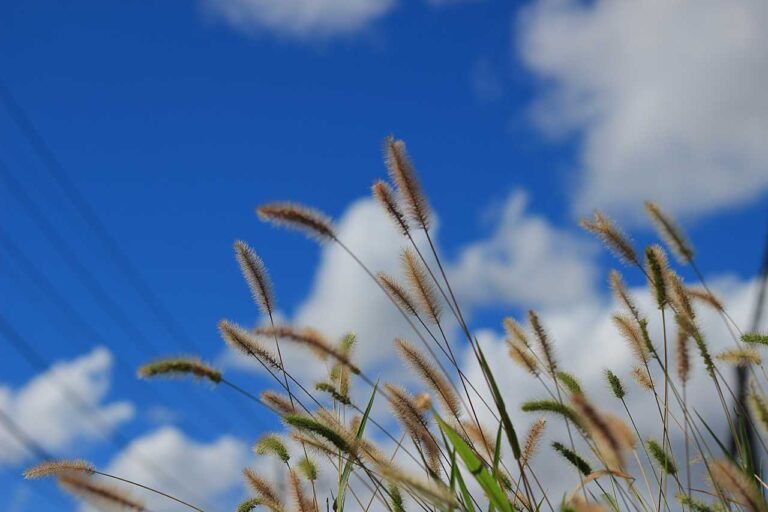 揺れるネコジャラシの写真素材