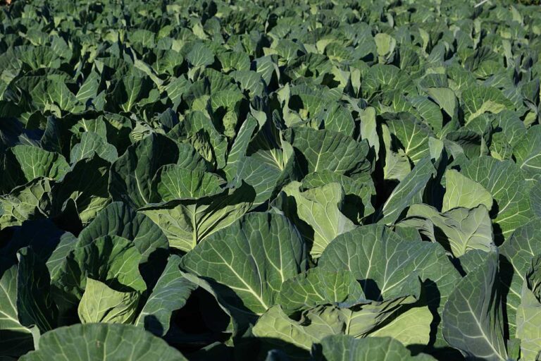 健やかなキャベツ畑の写真素材