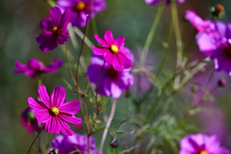 ムラサキコスモスの写真素材