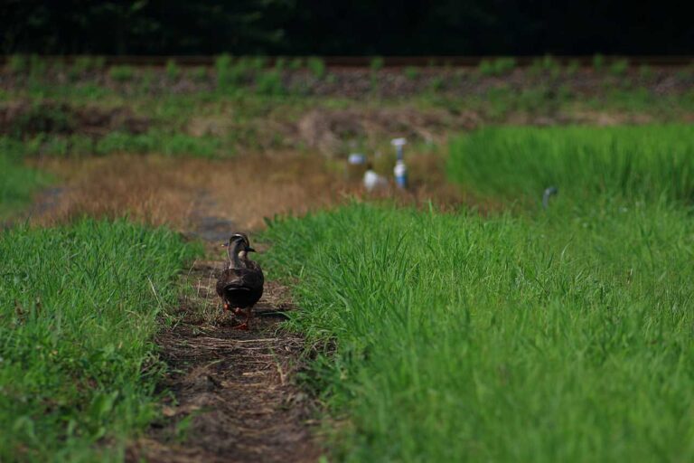 獣道ランウェイの写真素材