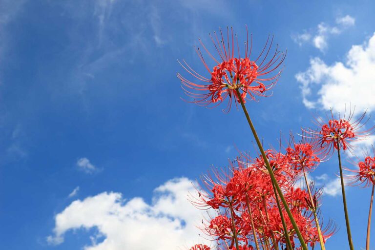 秋空に彼岸花が背伸びの写真素材