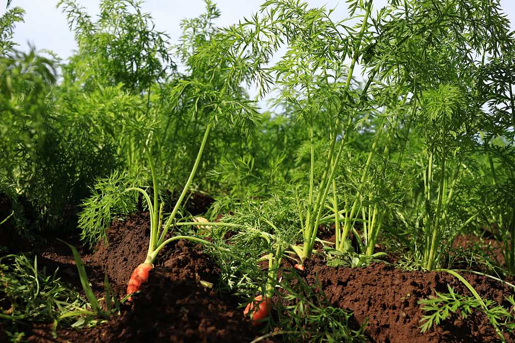 緑の葉がまぶしく揺れるニンジン畑では、オーガニックな有機栽培によって丁寧に育てられたにんじんが、豊かな土壌の中で元気に成長しています。葉の緑が畑一面に広がり、その美しい景色は見ているだけで癒しとリフレッシュを感じさせます。収穫を待つ農作物としてのにんじんは、健康や栄養に優れた食料となり、農業の営みの尊さを感じさせる穏やかな風景が広がっています。