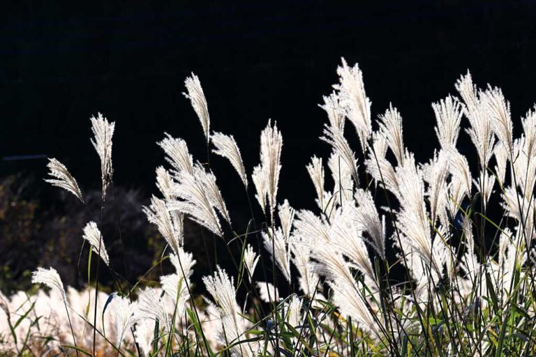 北風に揺れるススキの写真素材