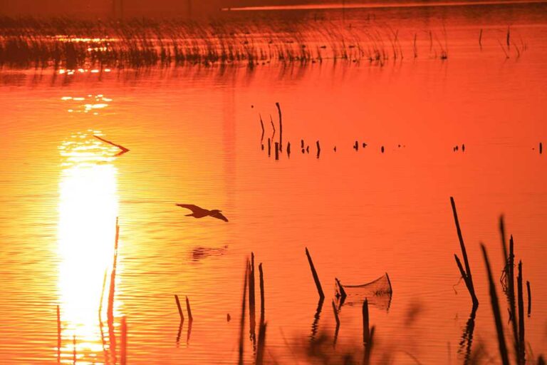 野鳥のオレンジフロートの写真素材
