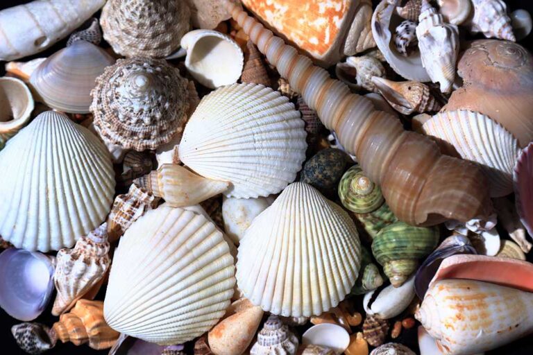 貝殻背景の写真素材