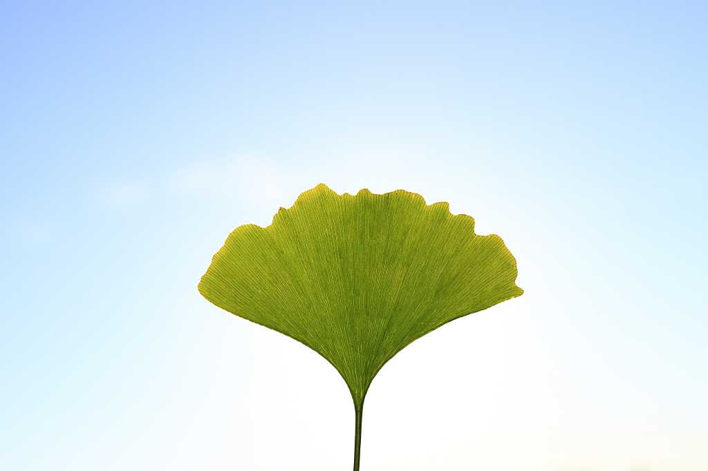 イチョウをかざす秋空の写真素材