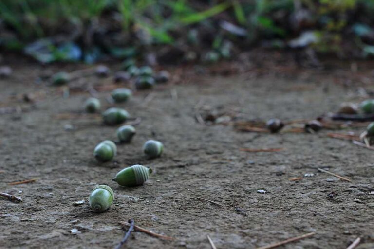 どんぐりの行方の写真素材