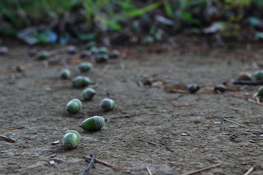 どんぐりの行方の写真素材