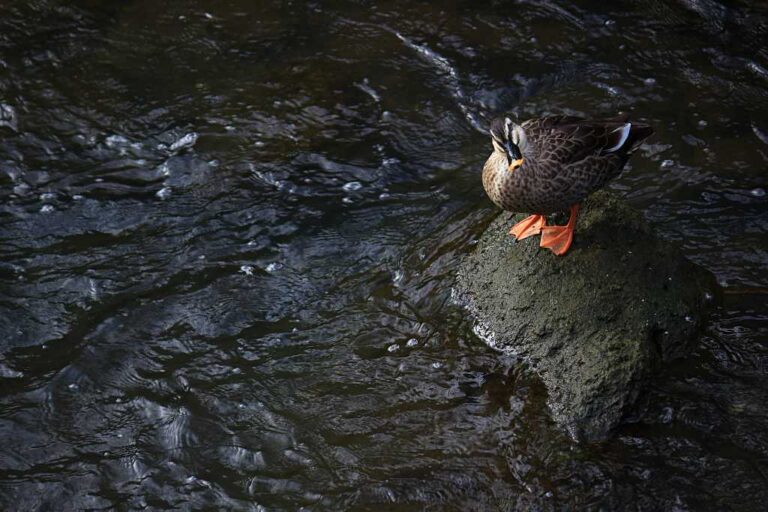 鴨がたたずむ岩場の写真素材