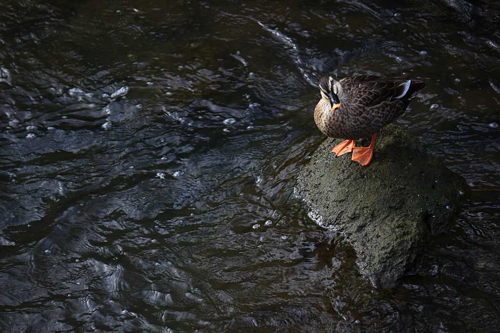 鴨がたたずむ岩場の写真素材