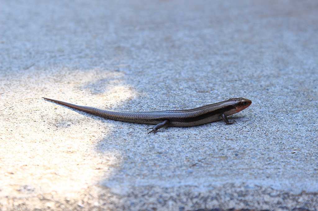 日陰を求めるトカゲの写真素材