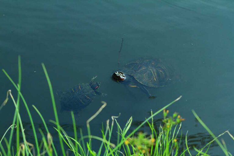 亀親子の水泳教室の写真素材