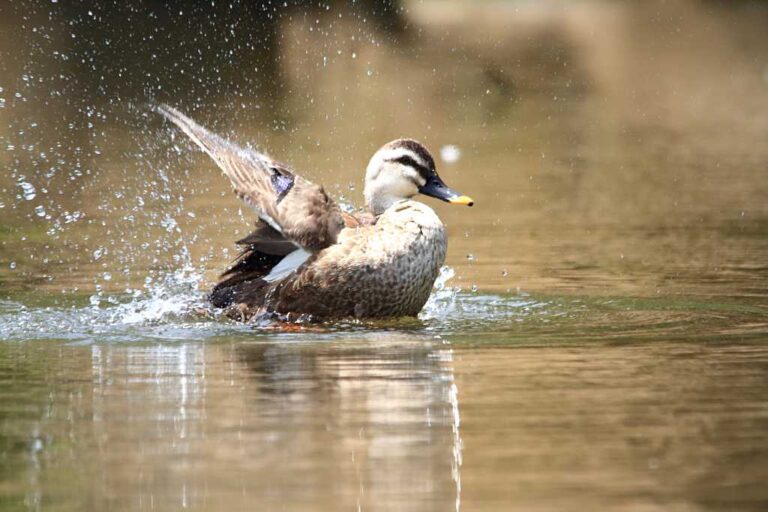 はばたく野鳥の写真素材