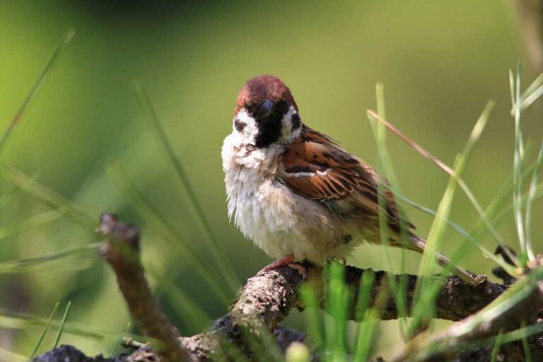 スズメポートレートの写真素材