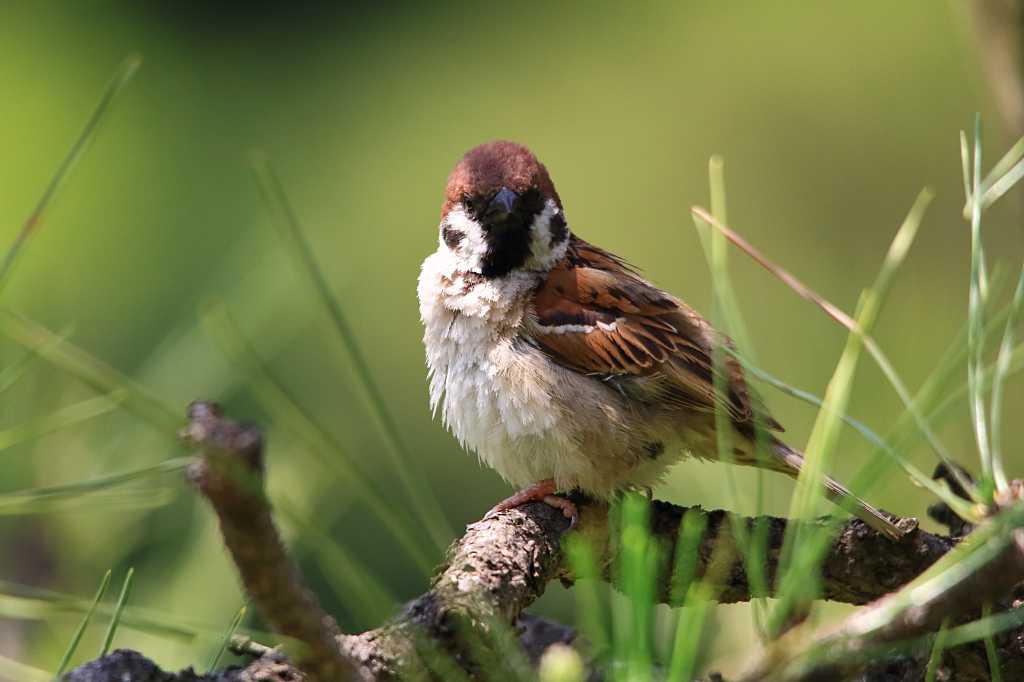 スズメポートレートの写真素材