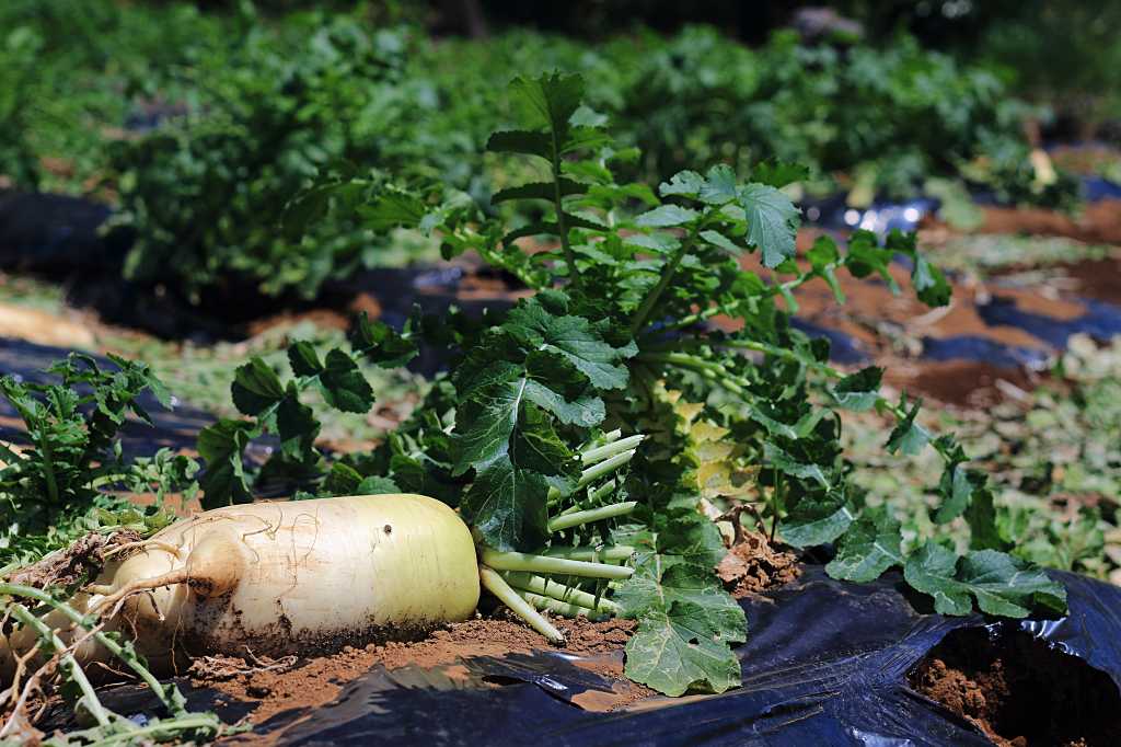 大根収穫の写真素材