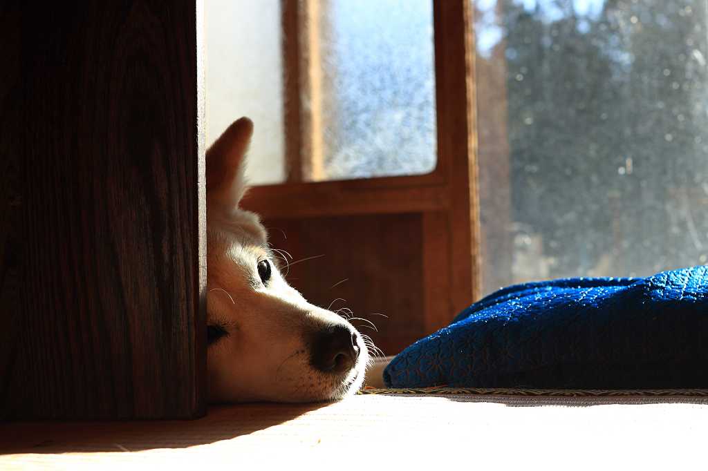 和室でくつろぐ柴犬の写真素材