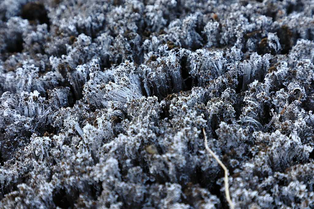 凍てつく土地の霜柱の写真素材