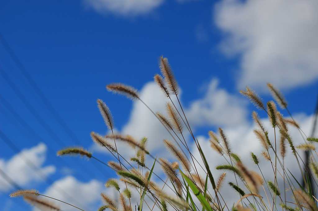 揺れるネコジャラシの写真素材