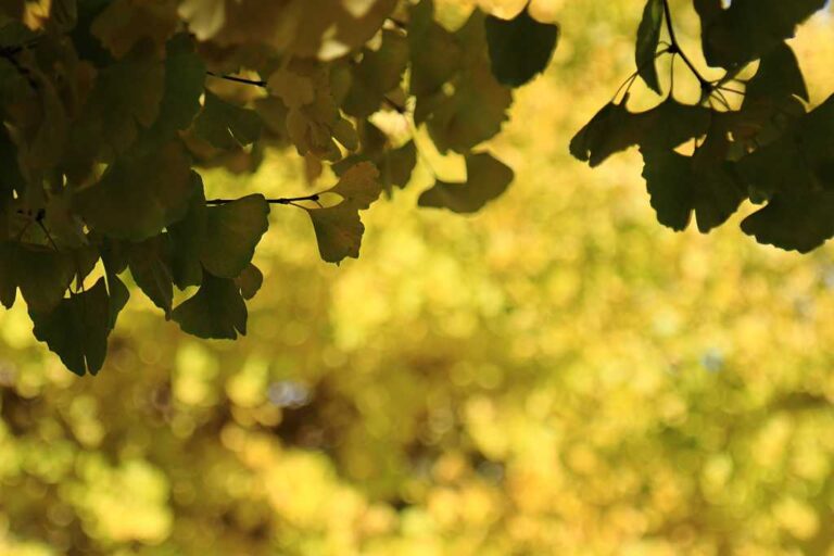 秋へ誘うゲートの写真素材