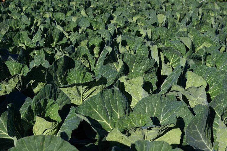 健やかなキャベツ畑の写真素材