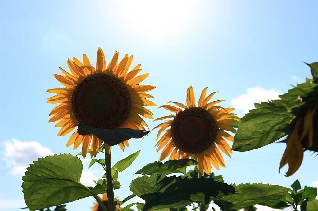 サンサンひまわりの写真素材