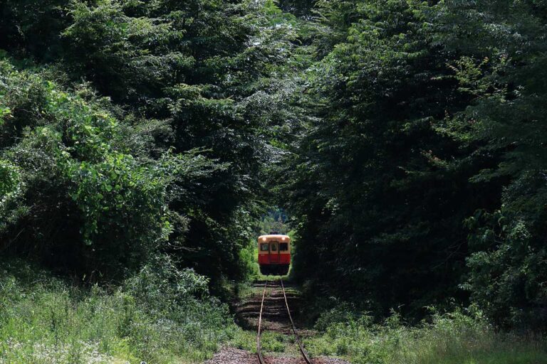 小湊鐵道を包む森林の写真素材