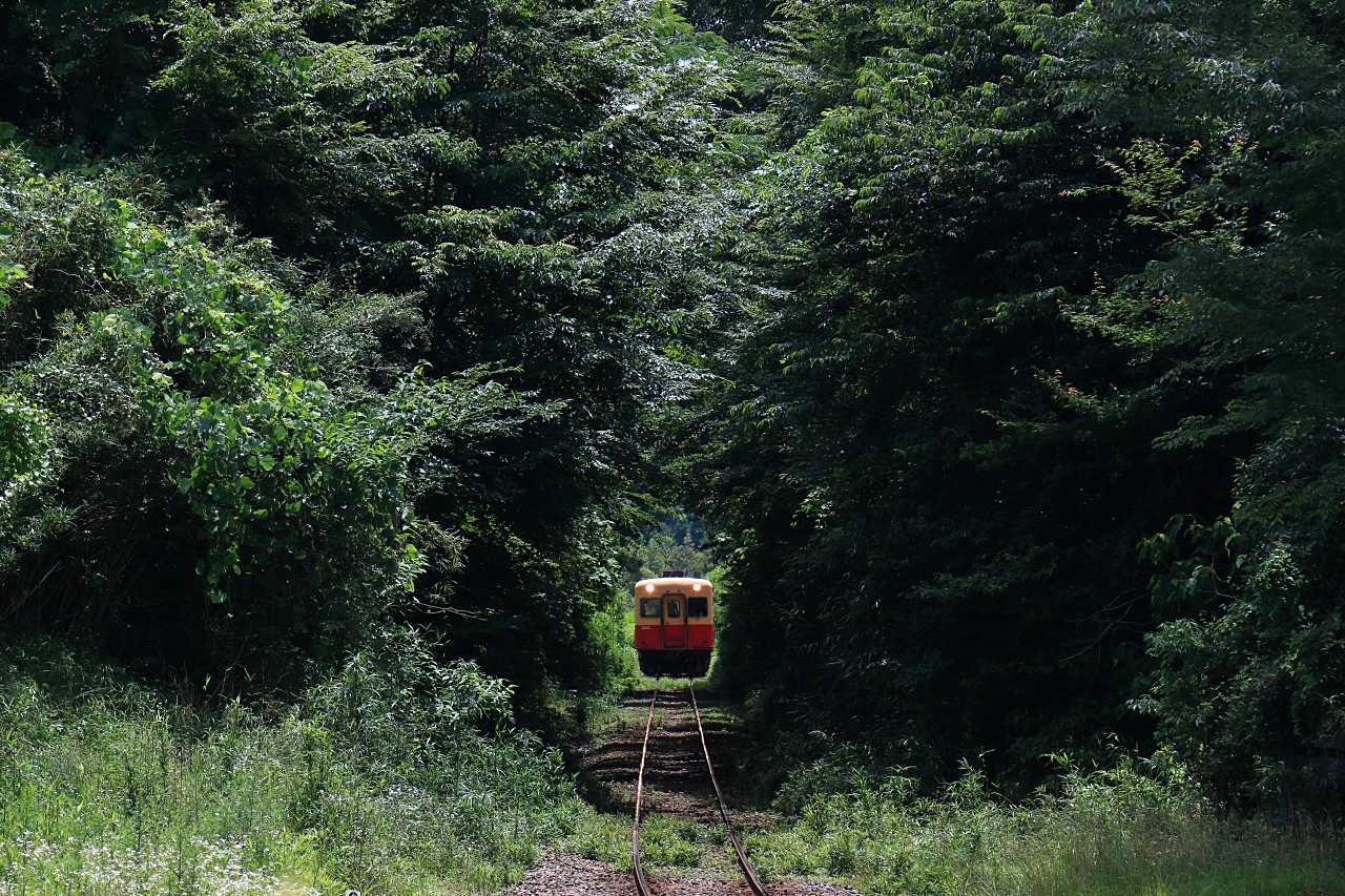 小湊鐵道を包む森林の写真素材