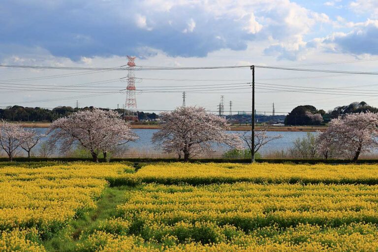 日本の春の写真素材