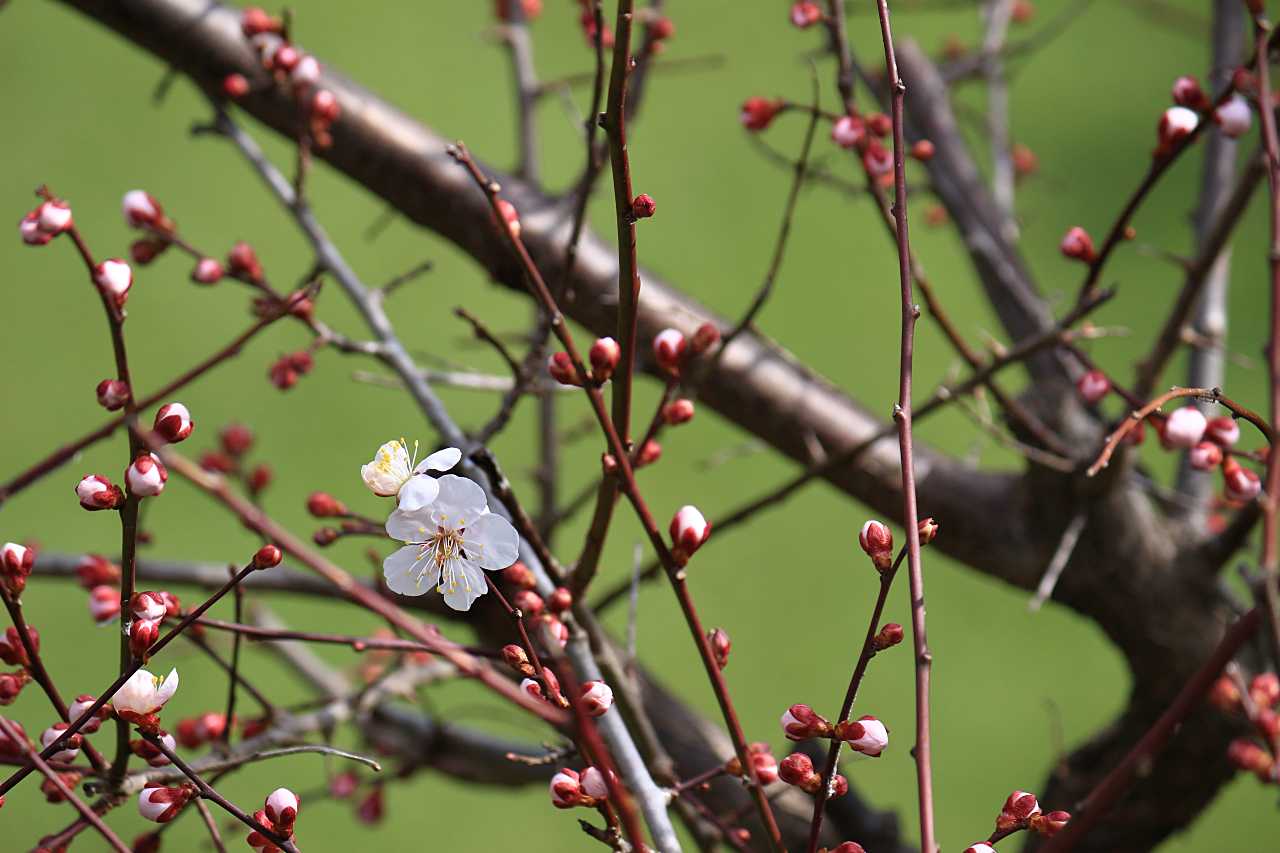開花のお便り観梅の写真素材