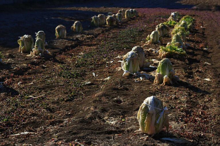 地植えレタス畑の写真素材