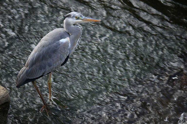水流に立つ野鳥の写真素材