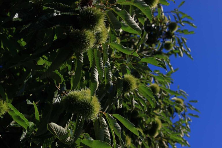 若栗と青空の写真素材