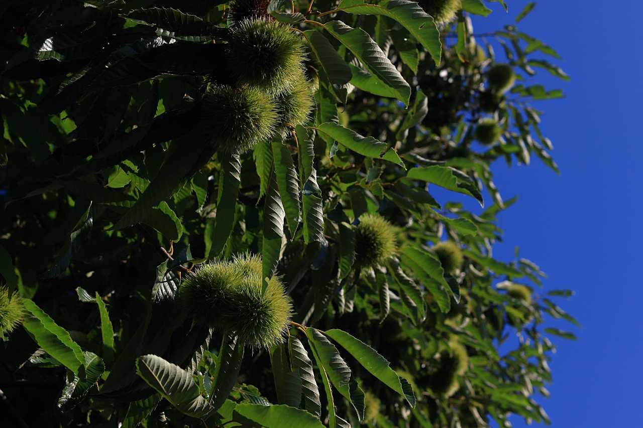 若栗と青空の写真素材