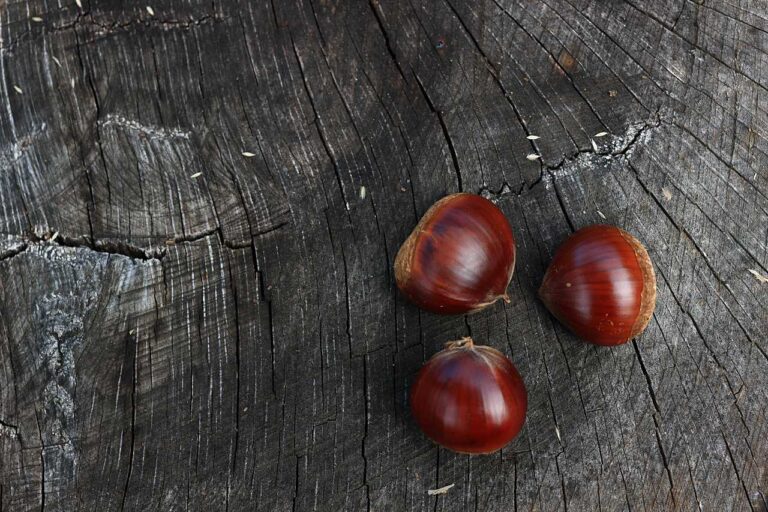 栗拾いの写真素材