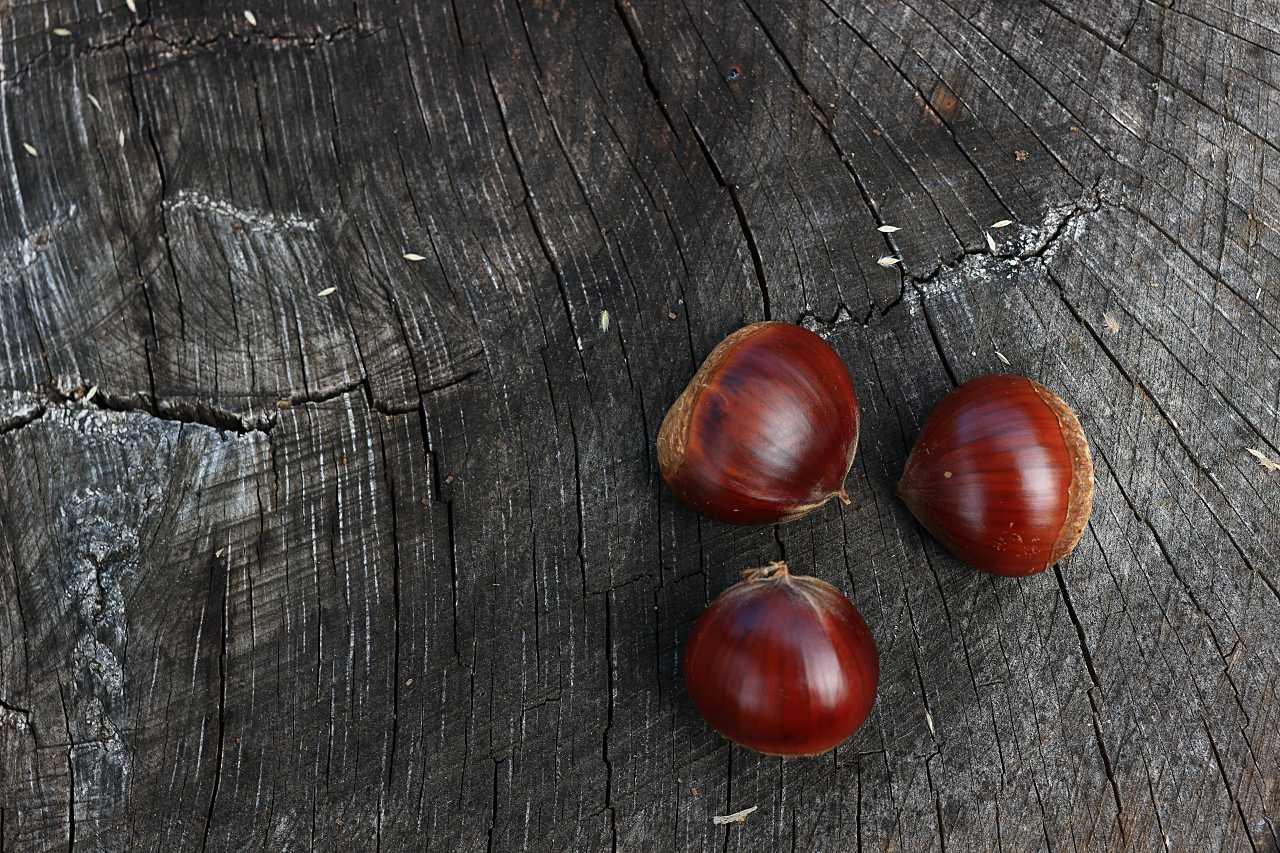 栗拾いの写真素材