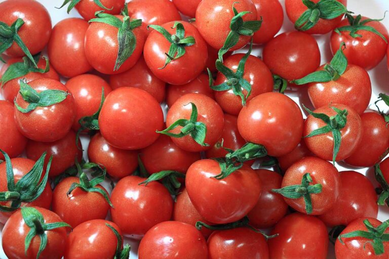 たくさんのトマトの写真素材