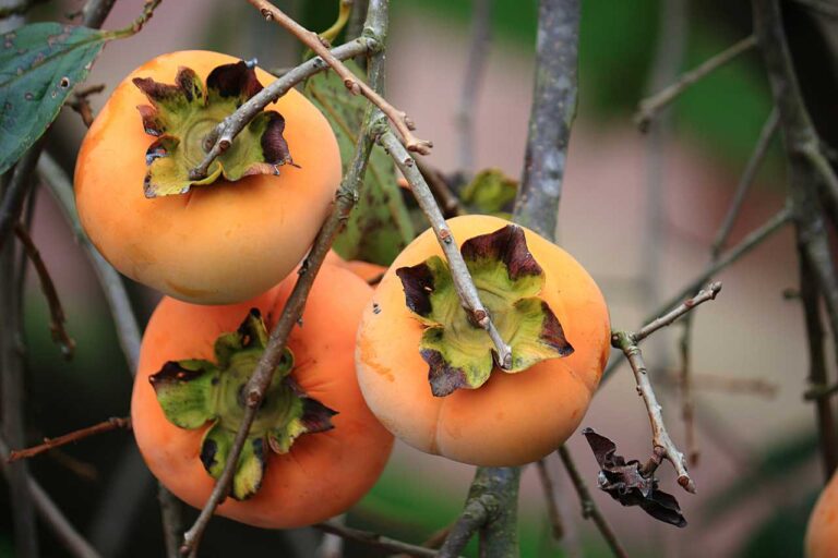 柿の実りの写真素材