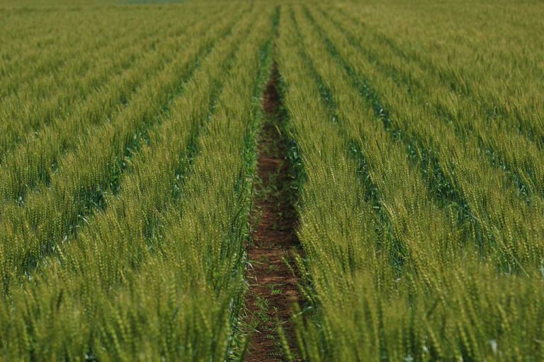 グリーンストライプの写真素材