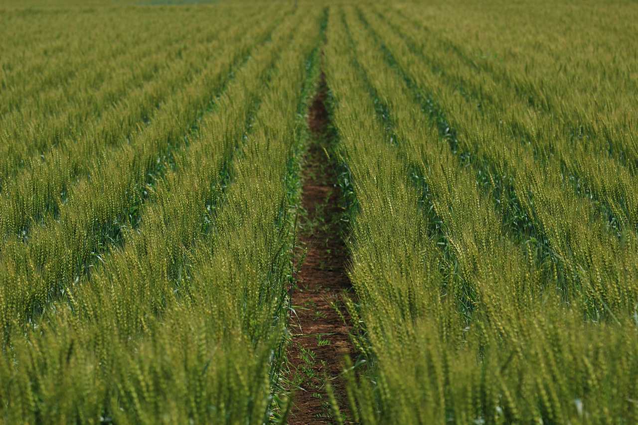 グリーンストライプの写真素材