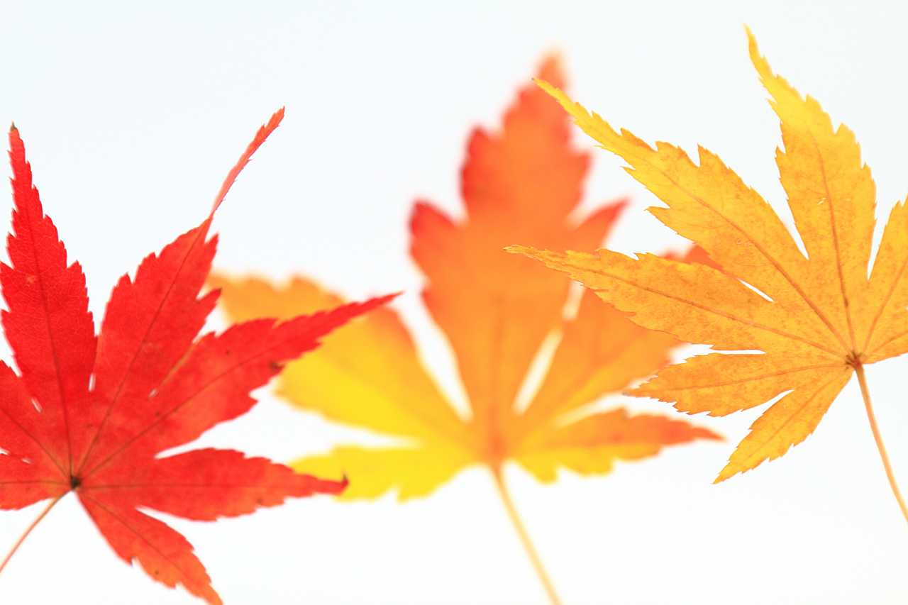 拾い集めた紅葉の写真素材