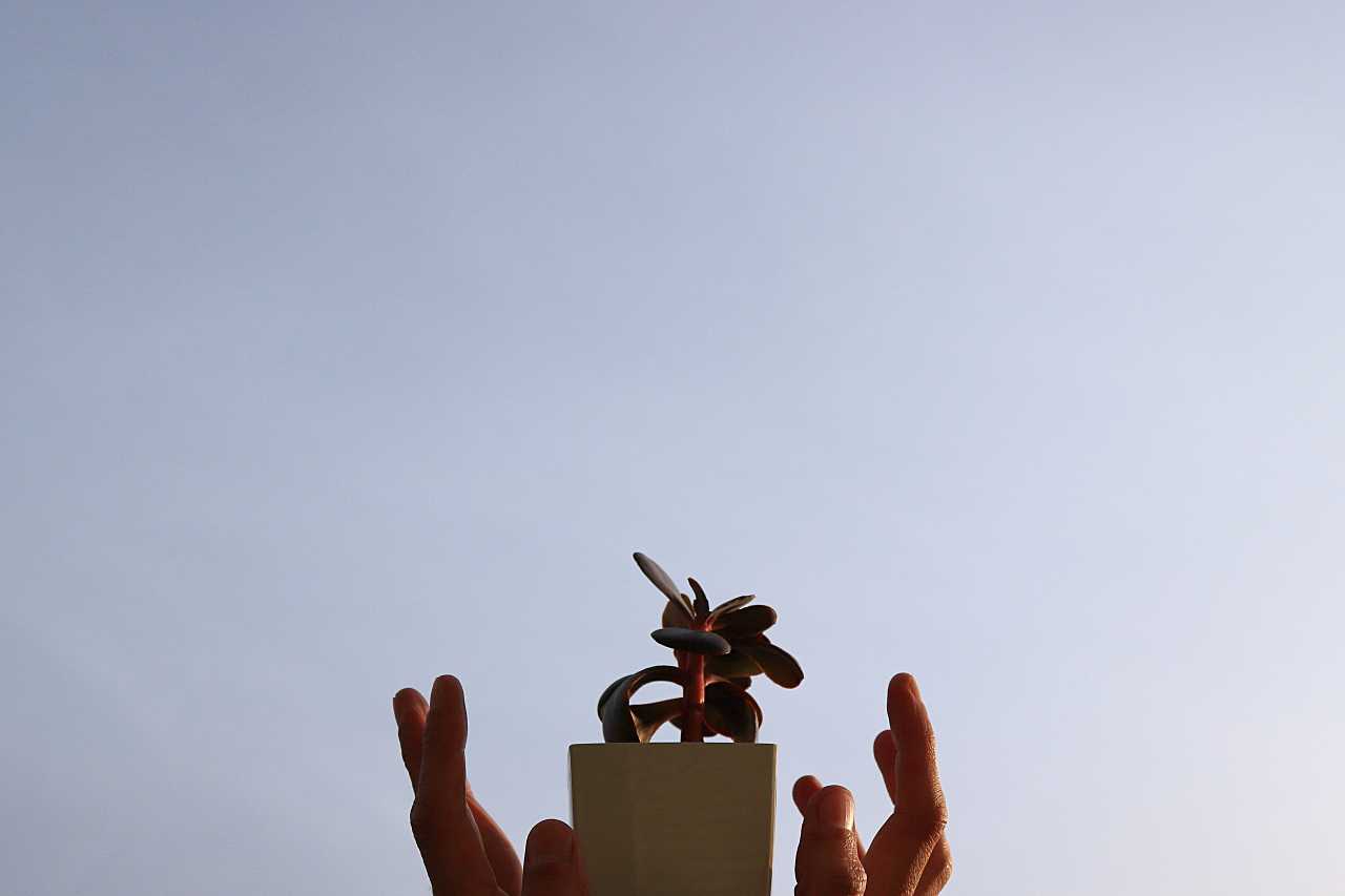 可愛らしい観葉植物の写真素材