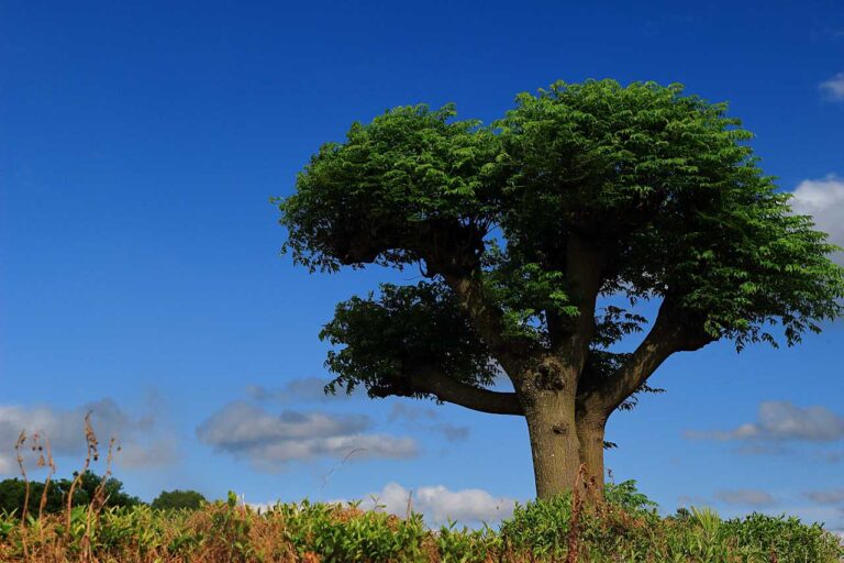 風吹く丘の写真素材