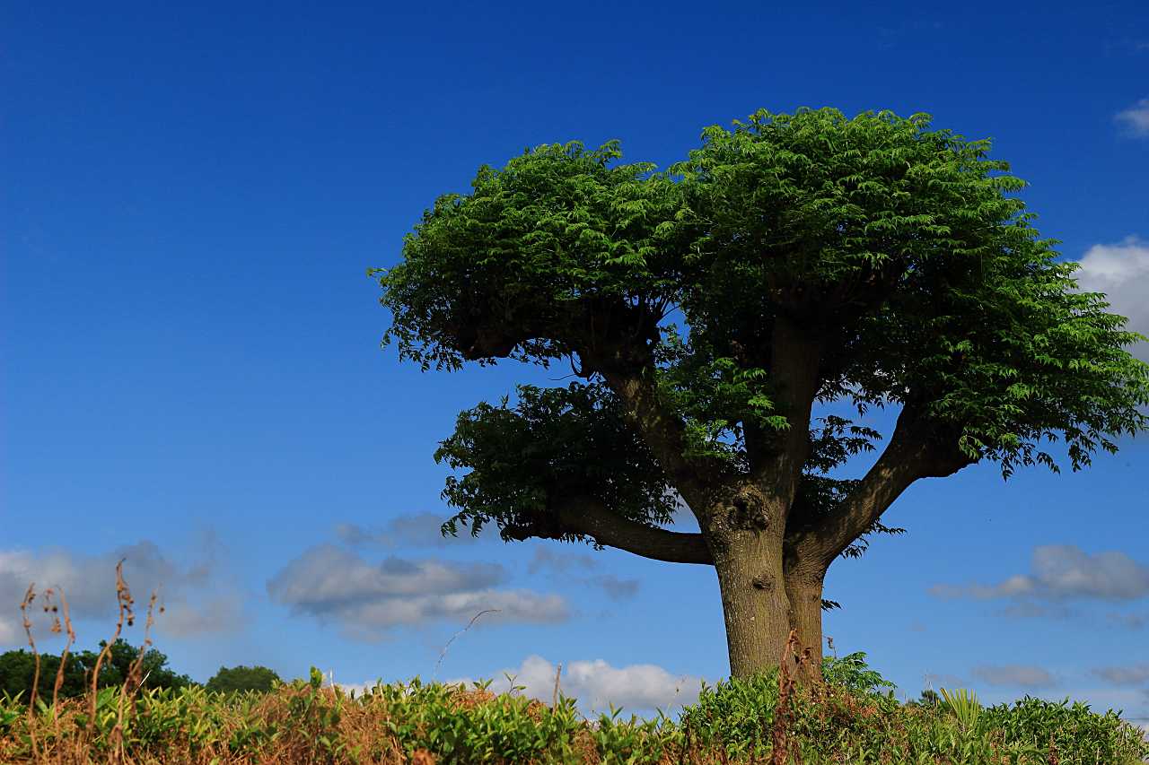 風吹く丘の写真素材